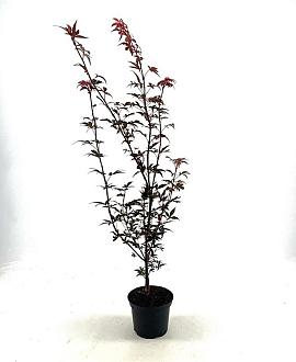 Acer pal. 'Skeeter's Broom' Pot 2 Liter40 - 50 cm