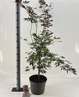Acer pal. 'Sumi-nagashi' Pot 10 liter 120 - 130 cm