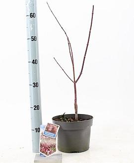 Acer pal. 'Trompenburg' Pot 3 Liter 60 - 80 cm