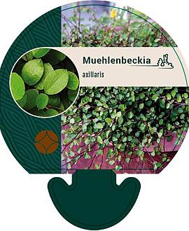 Muehlenbeckia axillaris Pot 9 cm