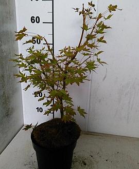 Acer pal. 'Tsumagaki' Pot 3 Liter 40 - 50 cm