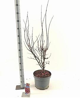 Acer pal. 'Twombly's Red Sentinel' Pot 10 liter 80 - 100 cm