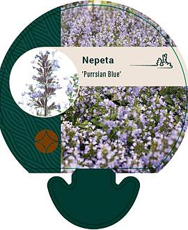 Nepeta 'Purssian Blue' Pot 9 cm