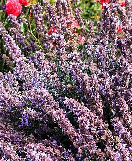 Nepeta 'Purssian Blue' Pot 9 cm