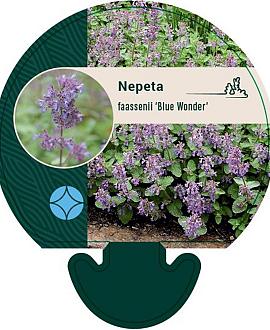 Nepeta faassenii 'Blue Wonder' Pot 9 cm