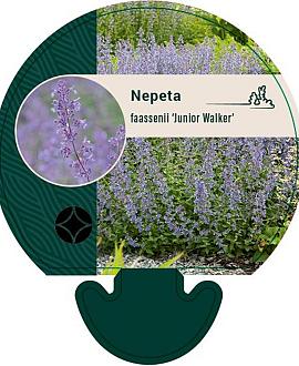 Nepeta faassenii 'Junior Walker' Pot 9 cm