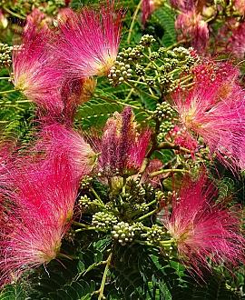 Albizia julibr. 'Evi's Pride' Pot 20 Liter 100 - 125 cm
