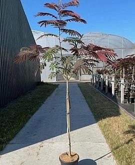 Albizia julibr. 'Evi's Pride' Pot 10 liter Stam 120 cm