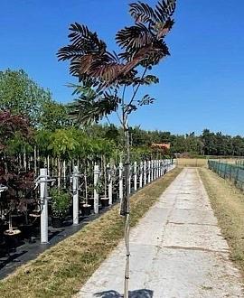 Albizia julibr. 'Evi's Pride' C12 stam 150 cm