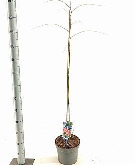 Albizia julibr. Ombrella Pot 5 Liter 50 - 60 cm