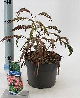 Albizia julibr. Ombrella Pot 3 Liter 70 - 80 cm