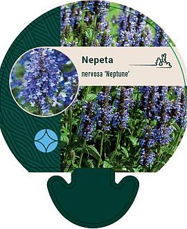 Nepeta nervosa 'Neptune' Pot 9 cm