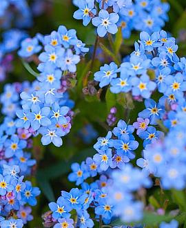 Myosotis scorpioides Pot 9 cm