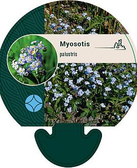 Myosotis scorpioides Pot 9 cm