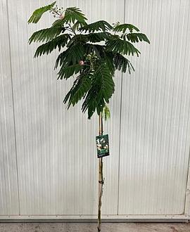 Albizia julibr. Ombrella Pot 15 liter stam 150 cm