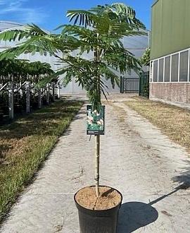 Albizia julibr. Ombrella Pot 15 liter 175 - 200 cm