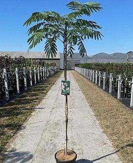 Albizia julibr. Tropical Dream C12 stam 150 cm