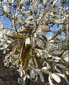 Amelanchier arborea 'Robin Hill' Pot 20 Liter 150 - 175 cm