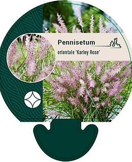 Pennisetum orientale 'Karley Rose' Pot 9 cm