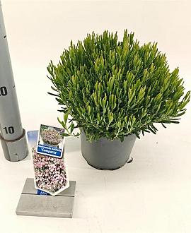 Andromeda polifolia 'Compacta' Pot 2 Liter 20 - 30 cm