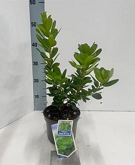 Arbutus unedo Peace & Love Pot 2 Liter 20 - 30 cm