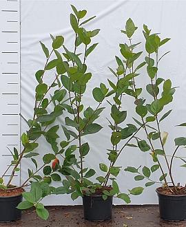 Aronia melanocarpa Pot 2 Liter60 - 80 cm