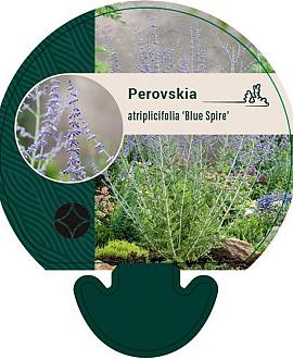 Perovskia atripl. 'Blue Spire' Pot 9 cm