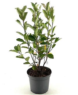 Aronia melanocarpa 'Autumn Magic' Pot 3 Liter 40 - 50 cm