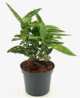 Aucuba jap. 'Variegata' Pot 3 Liter 30 - 40 cm