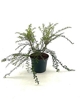 Azara microphylla Pot 3 Liter 60 - 70 cm