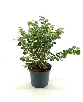 Azara serrata Pot 3 Liter 40 - 50 cm
