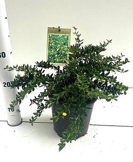 Berberis frikartii 'Telstar' Pot 2 liter 25-30cm