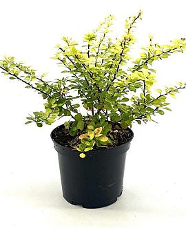 Berberis thunb. 'Aurea' Pot 3 Liter 20 - 30 cm