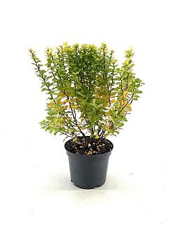 Berberis thunb. 'Maria' Pot 3 Liter 20 - 30 cm