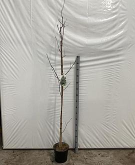 Betula utilis jacquemontii Pot 7,5 Liter 200 - 225 cm