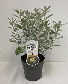 Brachyglottis 'Sunshine' Pot 2 liter 25-30cm