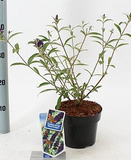 Buddleja d. 'Black Knight' Pot 2 Liter30 - 40 cm
