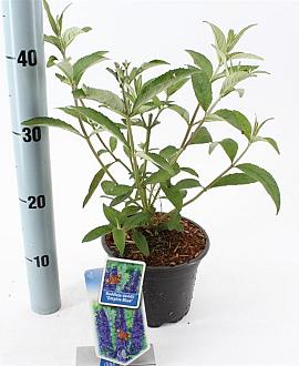 Buddleja d. 'Empire Blue' Pot 2 Liter30 - 40 cm
