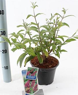 Buddleja d. 'Pink Delight' Pot 2 Liter30 - 40 cm