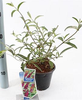 Buddleja d. 'Royal Red' Pot 2 Liter30 - 40 cm
