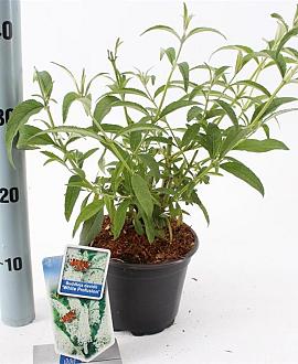Buddleja d. 'White Profusion' Pot 2 Liter30 - 40 cm
