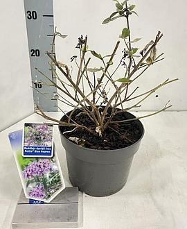 Buddleja Free Petite Blue Heaven Pot 2 Liter 20 - 30 cm