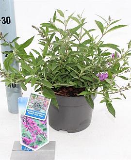 Buddleja Free Petite Dark Pink Pot 2 Liter 20 - 30 cm