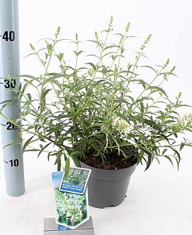 Buddleja Free Petite Snow White Pot 2 Liter 20 - 30 cm