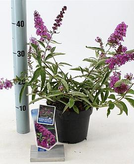 Buddleja Free Petite Tutti Fruitti Pot 2 Liter 20 - 30 cm