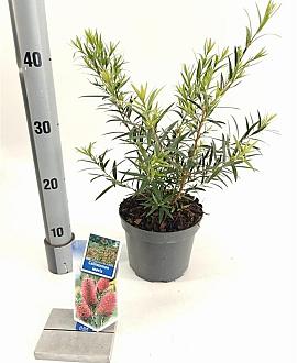 Callistemon rugulosus Pot 2 Liter30 - 40 cm