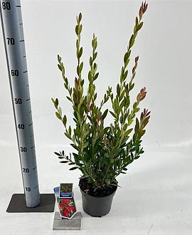 Callistemon vimin. Inferno Pot 2 Liter30 - 40 cm