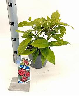 Calycanthus floridus Pot 2 liter 25-30cm