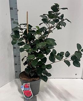 Camellia j. 'Lady Campbell' Pot 5 Liter 30 - 40 cm