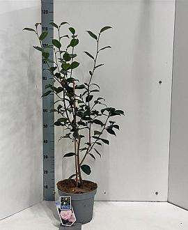 Camellia j. 'Nuccio's Pearl' Pot 5 Liter 60 - 70 cm